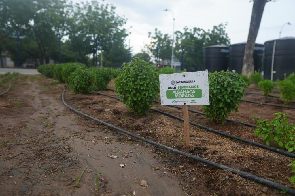 ¡Villas de San Pablo ya tiene su Parque Productivo Huerta Comunitaria!: alcalde Char 1 bf28252e c141 4338 8d1d 17aef0cf7632