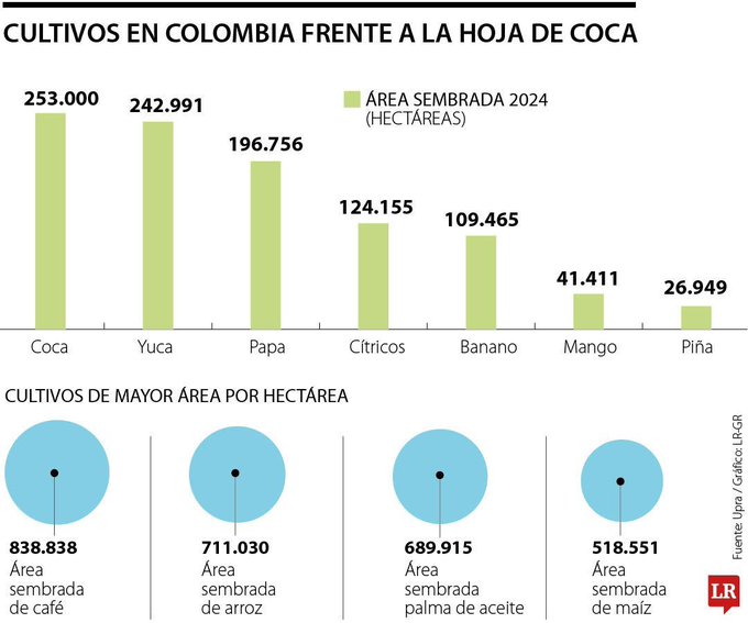 Increíble pero cierto: en Colombia, hay más coca que cultivos de yuca, papa, banano y cítricos 1 G1Cvw3SWQAEGkSk