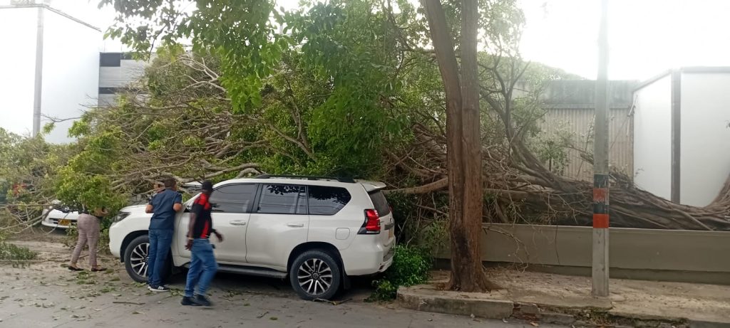 Un árbol cayó y los dejó "en el aire": vecinos de Los Andes denuncian desatención tras daños a varios vehículos 1 WhatsApp Image 2025 09 10 at 7.03.10 AM