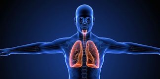 Respira y vive: así funciona el sistema que mantiene con vida a todo tu cuerpo