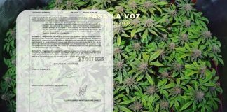 Colombia da luz verde: cannabis medicinal ya podrá venderse en farmacias y droguerías