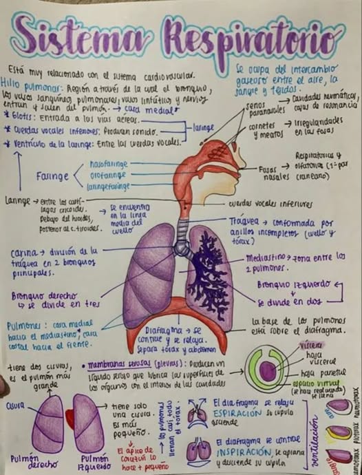 Respira y vive: así funciona el sistema que mantiene con vida a todo tu cuerpo 1 571311550 18075245975464706 6820940221774171044 n
