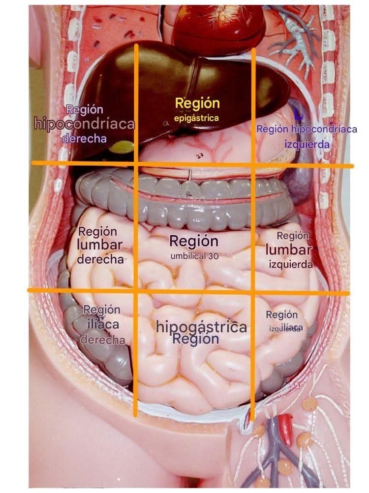 El abdomen en nueve regiones: clave para identificar el origen del dolor abdominal 1 dd50f160 a321 452b af39 65a584d08f0a