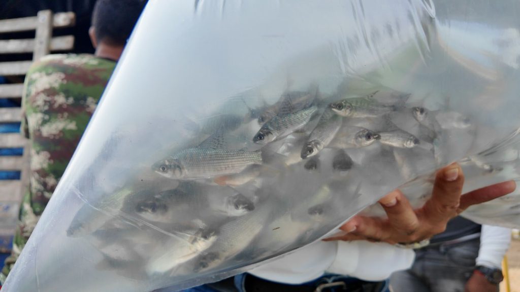 Atlántico fortalece la pesca artesanal con nuevo repoblamiento de alevinos en La Peña 1 fe85c920 462b 4c37 81cb 83bd3a69d531