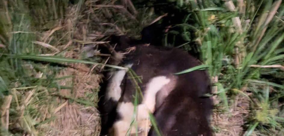 Ganado suelto provoca accidente de tránsito en la vía Juan de Acosta–Tubará 4 ce9cacd2 e080 4da0 9734 ea8c3ed4bfeb