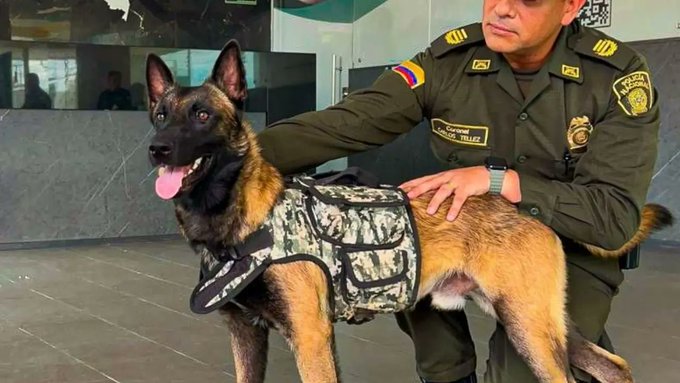 Golpe al narcotráfico en El Dorado: incautan 100 kilos de marihuana camuflados en envíos hacia Santa Marta 1 gXg0e6N8 1