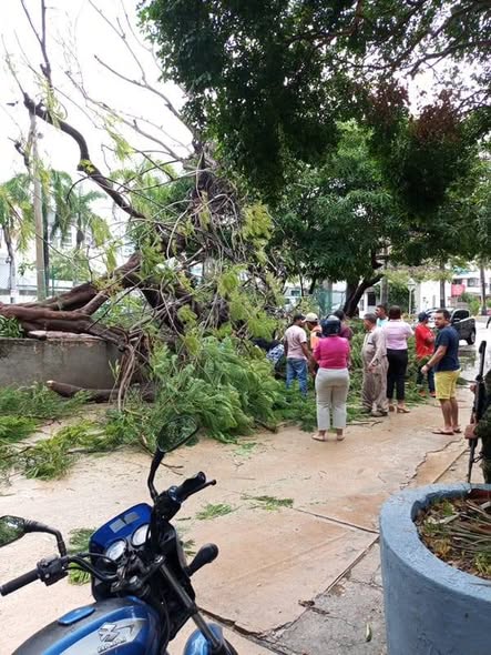 Caída de árbol por fuertes lluvias deja un herido en el norte de Barranquilla 1 624239938 1212581937734476 8477528998184453664 n