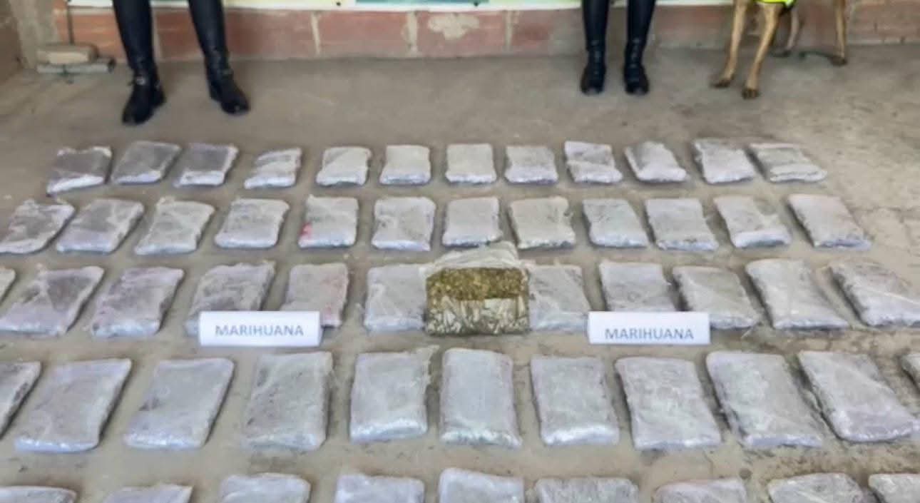 Canino antidrogas permite incautación de 30.000 dosis de marihuana en Santa Marta 1 7c628139 cb14 4381 a08e a7d7779bf493