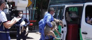 Perros rescatados 1 0