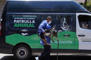 Perros rescatados 3