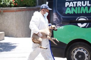Perros rescatados 4