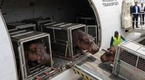 Multimillonario indio propone llevarse los hipopótamos de Colombia y asumir todos los costos 1 683631323 1256905603194916 1425744265003381836 n 1