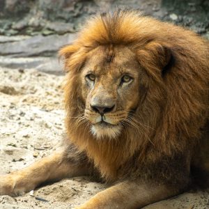¡El evento más esperado del año, el Safari Nocturno más cerca de las estrellas! 2 56673dca 5c52 4d88 b310 d631a04883af