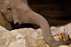 ¡El evento más esperado del año, el Safari Nocturno más cerca de las estrellas! 1 9c525dd9 42c9 4048 bd11 4f97697b8e54