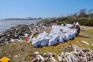 Retiran 11 toneladas de madera y residuos de la Ciénaga de los Manatíes en Puerto Colombia 4 762715477 872591502366567 4310217254762639644 n