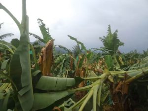 Fuertes vientos causan daños en finca bananera de Río Frío, Zona Bananera 4 7b0e3512 bd3e 4673 8908 5f243dd0208e