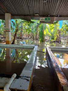 ¡Emergencia en Zona Bananera! Creciente del río Riofrío inunda fincas y amenaza a pequeños productores 3 863248780 1492673066259659 5394034445292207061 n