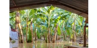 ¡Emergencia en Zona Bananera! Creciente del río Riofrío inunda fincas y amenaza a pequeños productores